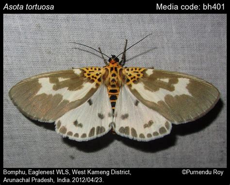 Asota tortuosa (Moore, 1872) - | Moths