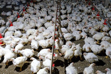 Malaysia to Allow Limited Chicken Exports as Local Supplies Ease ...