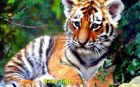 Image result for Adorable Wild Baby Animals