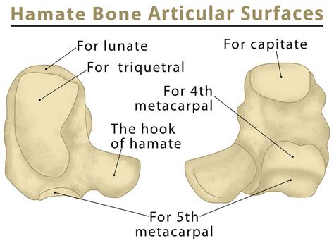 Hamate fracture causes, types, symptoms, diagnosis, treatment & prognosis