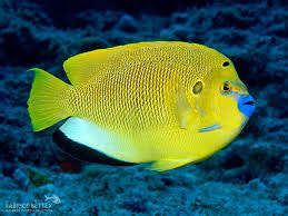 Angelfish – Chennai Marine Aquarium