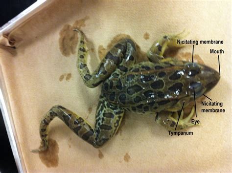 Image result for Brain Frog Dissection