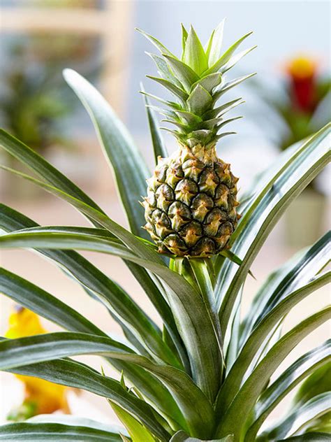 Pineapple Plant Morrisons at Tony Carol blog