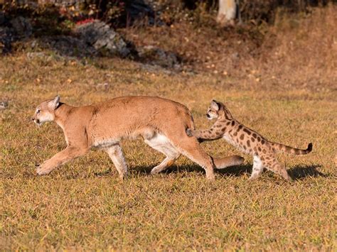 Cougar Vs Wolf