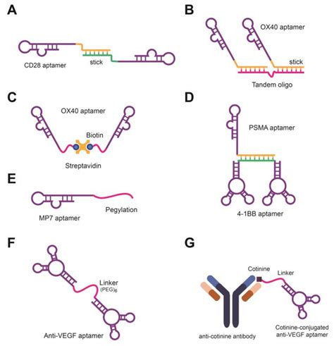 Applications of Cancer Cell-Specific Aptamers in Targeted Delivery of ...