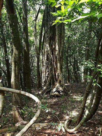 Karura Forest (Nairobi) - What to Know Before You Go (with Photos ...