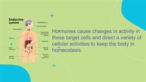 Image result for Endocrine System Grade 12 Lesson