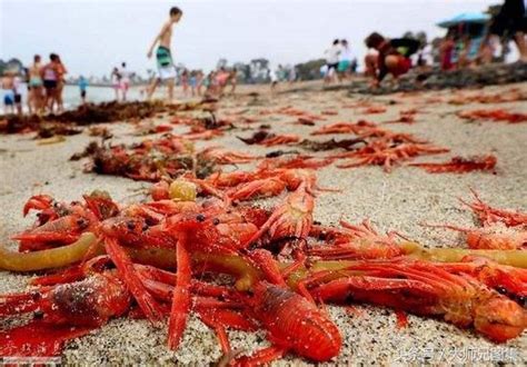 美國小龍蝦泛濫海灘，其實是假的？ - 每日頭條