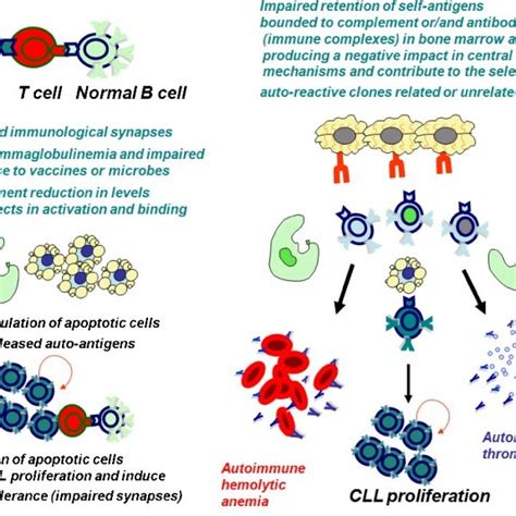 Image result for Low Complement