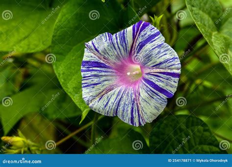 Ipomoea flower close up stock image. Image of glory - 254178871
