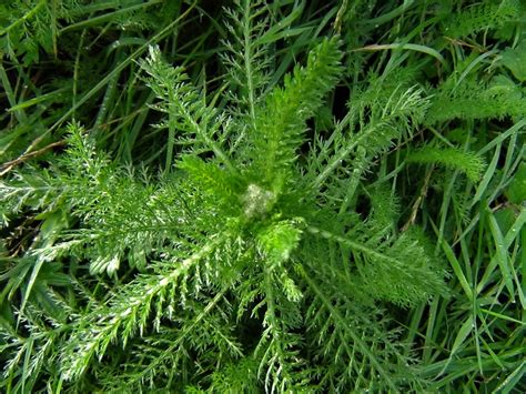 Yarrow, Woundwort, Milfoil, Staunchweed, Herbe Militaris, Achillea millefolium