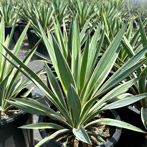 Yucca Spanish Dagger | Drought Tolerant Plant for Xeriscaping, Rock ...
