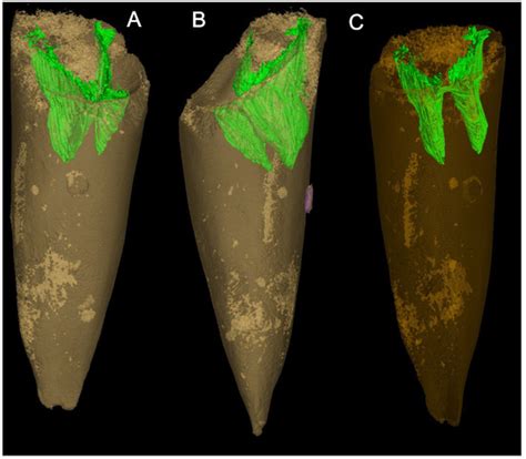 A fresh look at the Hyolithid Doliutheca from the Early Cambrian (Stage ...