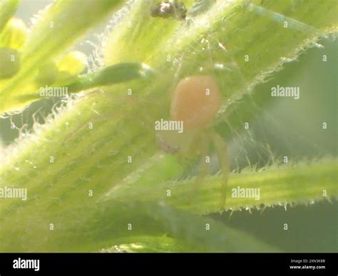 American Green Crab Spider (Misumessus oblongus) Arachnida Stock Photo ...