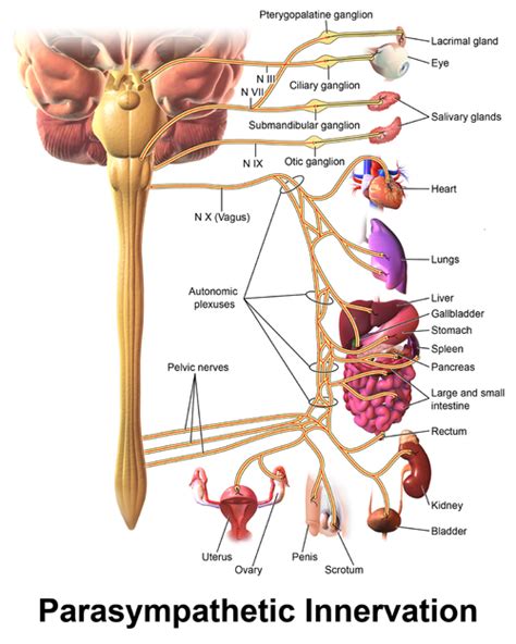 Vagus Nerve - Physiopedia
