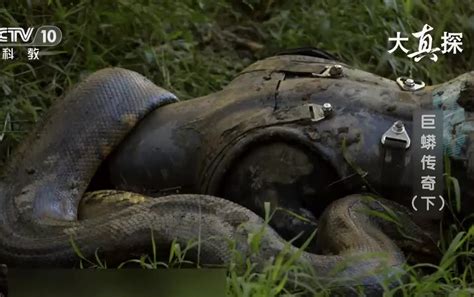 【巴西】【纪录片】超级大蟒蛇 Super boa constrictor