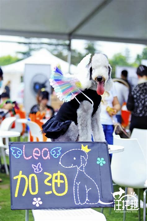 哥伦比亚庆祝宠物节 举办小狗化妆聚会(高清组图)_新闻中心_新浪网