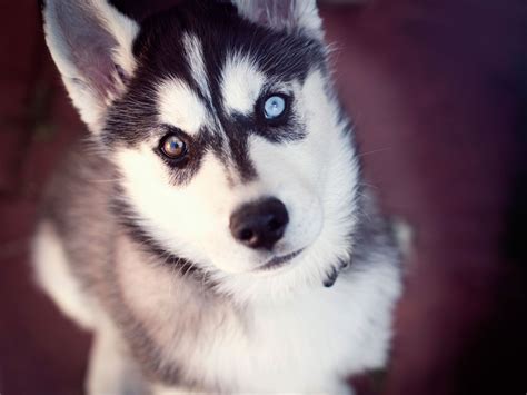 Husky of two different eyes wallpaper | Cute husky puppies, Husky with ...