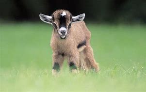 Image result for Baby Goat Breeds