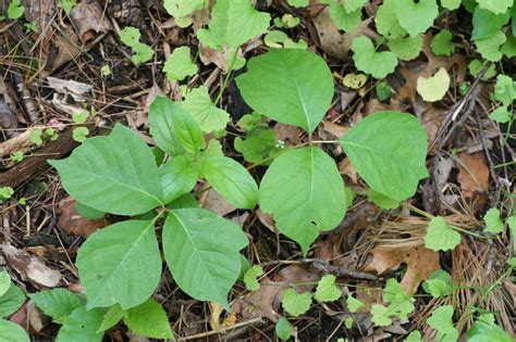 What Is Poison Ivy Look Like