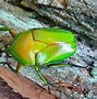 Image result for Minconioides