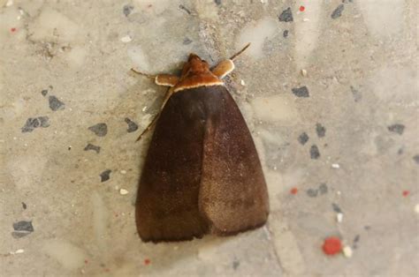 Pantura rufifrons | Moths