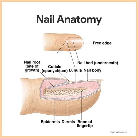 Fingernails Definition Biology at Maryann Diggs blog