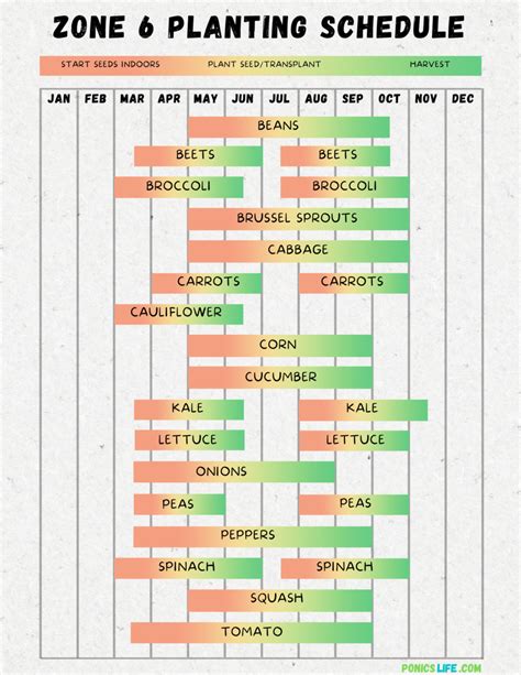 Washington Vegetable Planting Calendar: A Quick and Easy Guide