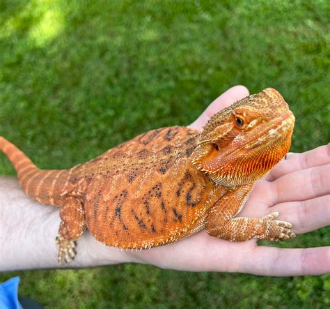 Orange Leatherback Central Bearded Dragon by Khavens - MorphMarket