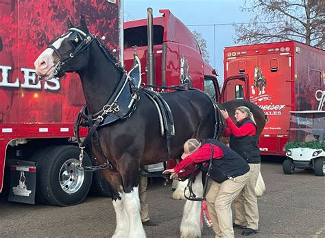 Unveiling the Budweiser Clydesdales 2025 Schedule: Don't Miss a Single ...