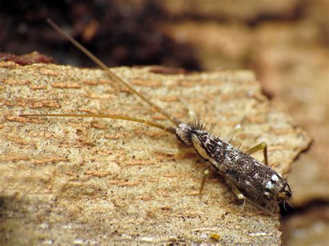Springtails In Your Home Could Mean You Have A Moisture Problem | Texas ...