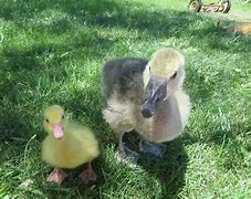 Image result for So Cute Animals