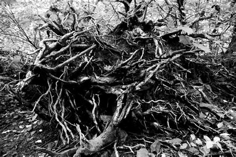Gnarled - Posters by ISourceArts | Buy Posters, Frames, Canvas ...