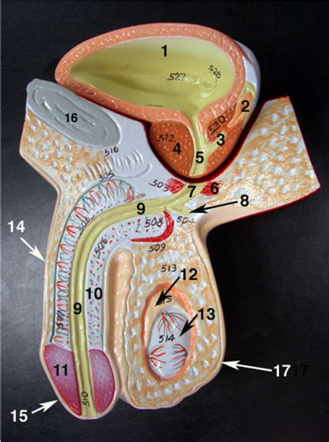 Image result for Male Reproductive Lab Model
