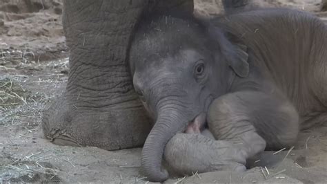 Oregon Zoo reveals gender of new baby elephant | kgw.com