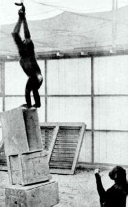 Chimp Problem Solving 的图像结果