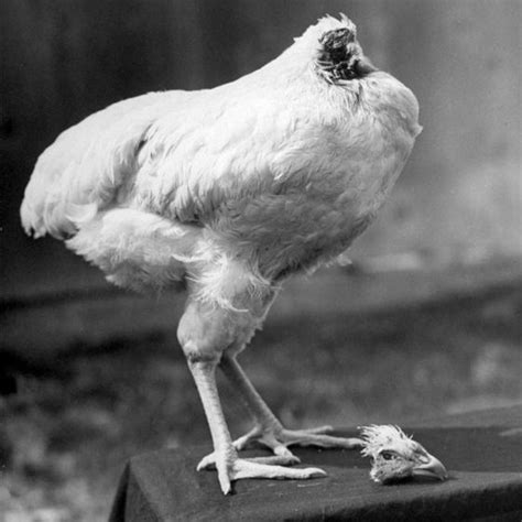 Mike the Headless Chicken - Alchetron, the free social encyclopedia
