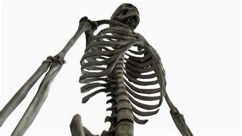 Image result for Model of Skeleton