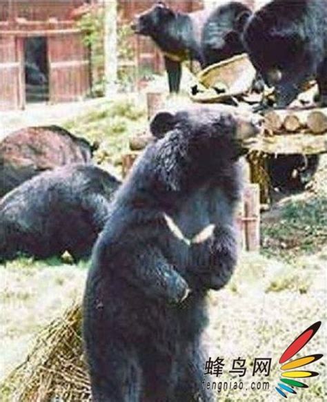 北美洲黑熊 库存照片. 图片 包括有 毛皮, 肉食, 野生生物, 投反对票, 哺乳动物, 动物区系, 本质 - 39125570