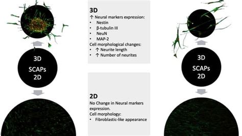 Formation of Three-Dimensional Spheres Enhances the Neurogenic ...