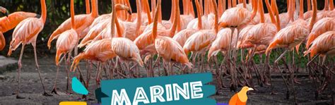 Bangkok Safari World with Premium Private Transfers Service - Klook India