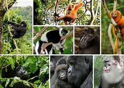 Image result for primates