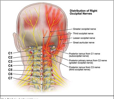 Lesser Occipital Nerve
