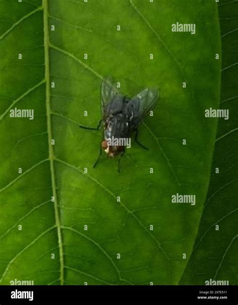 Image result for Bot Fly Insect