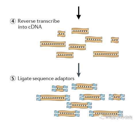 Microarray Machine 的图像结果