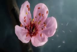 Television Commercials