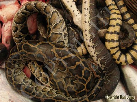 Image result for Eating Python Meat