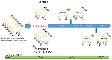 How Long are Sheep Pregnant? Unveil the Lifecycle - AnimalsPick