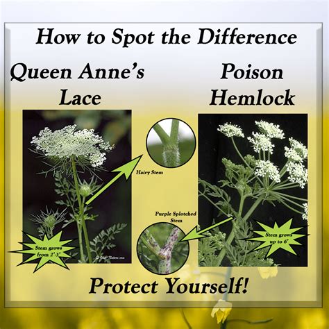 Effects Of Poison Hemlock Poison Hemlock Identification And Control