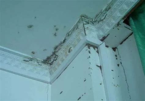 家里有白蚁怎么办能除根吗 六个方法科学除蚁 - 哔哩哔哩